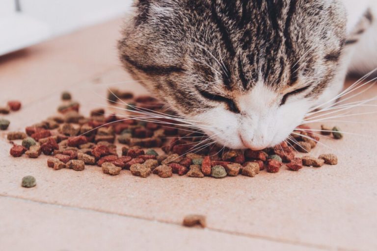 Comment déterminer la quantité de croquettes à donner à votre chat ?